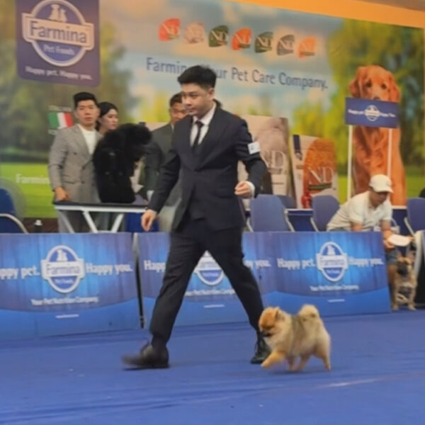 Dây dắt Show dành cho Phốc Sóc và giống chó lông dài - Hình ảnh 5