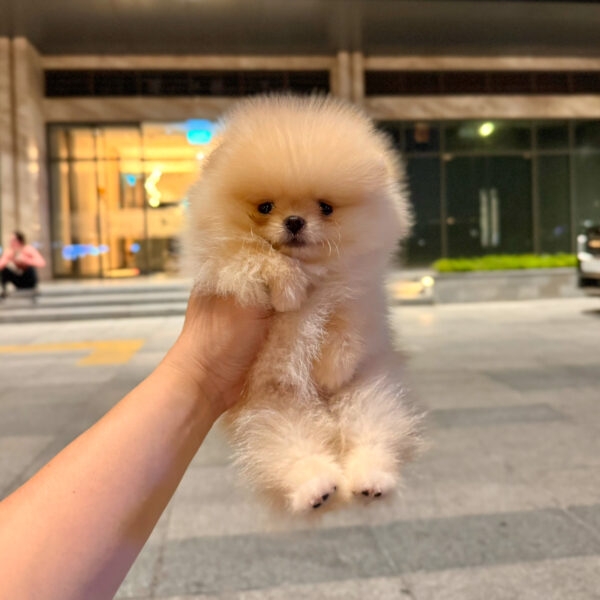 034 - Hình ảnh 2
